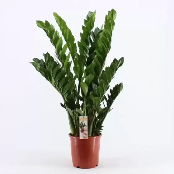 Zamioculcas zamiifolia 21cm - image 1
