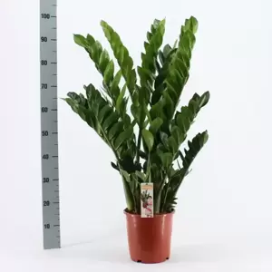 Zamioculcas zamiifolia 21cm - image 2