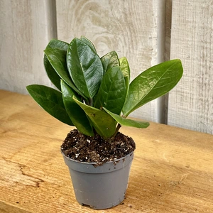 Zamioculcas zamiifolia 14cm - image 3