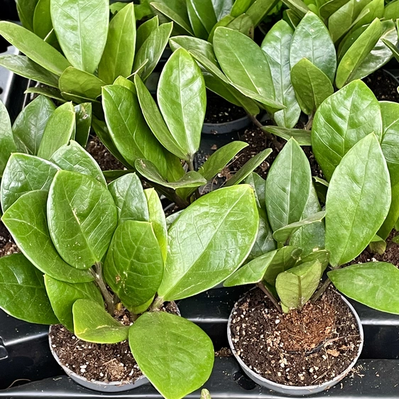 Zamioculcas zamiifolia 14cm - image 4