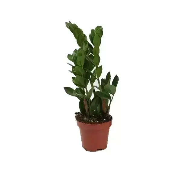 Zamioculcas zamiifolia 12cm