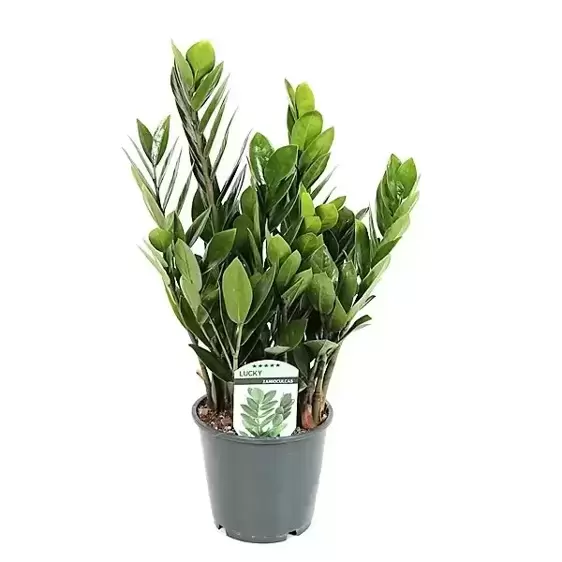 Zamioculcas zamiifolia 14cm - image 1