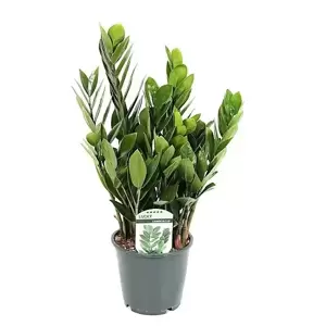 Zamioculcas zamiifolia 14cm - image 4