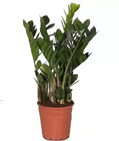 Zamioculcas zamiifolia 19cm - image 1