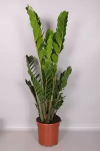 Zamioculcas zamiifolia 24cm