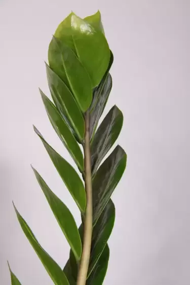 Zamioculcas zamiifolia 14cm - image 2