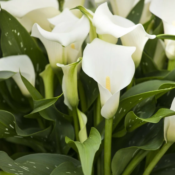 Zantedeschia aethiopica 'Crowborough' 3L