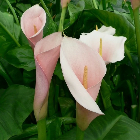 Zantedeschia aethiopica 'Flamingo'