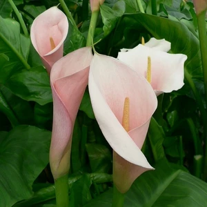 Zantedeschia aethiopica 'Flamingo'