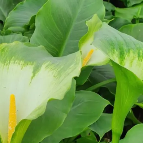 Zantedeschia aethiopica 'Green Goddess'