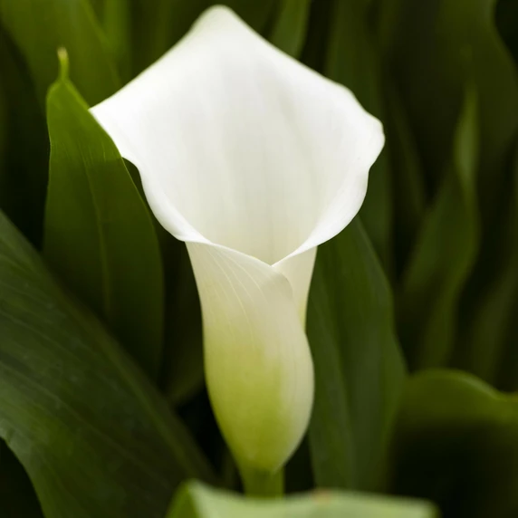 Zantedeschia aethiopica 'Snow White'