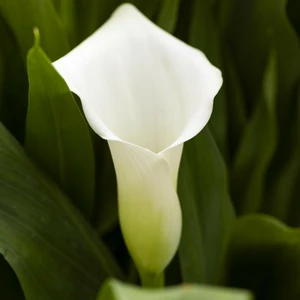 Zantedeschia aethiopica 'Snow White'