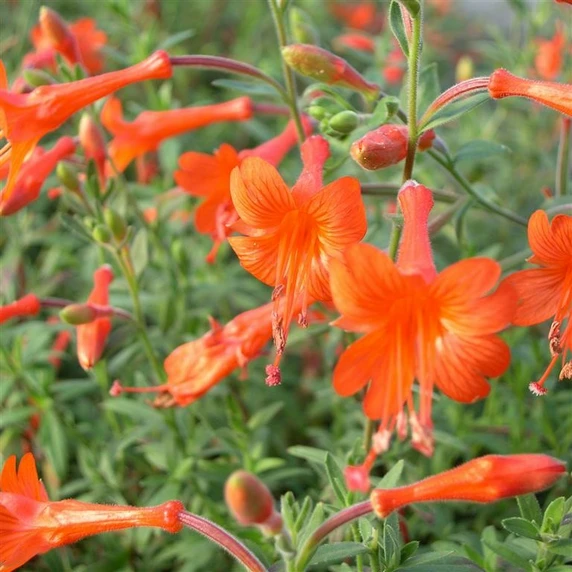 Picture - Kernock Park Plants