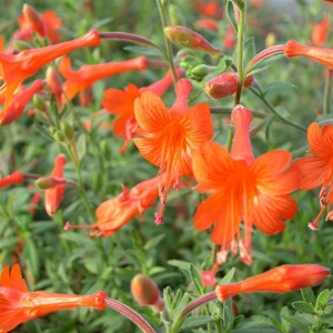 Picture - Kernock Park Plants
