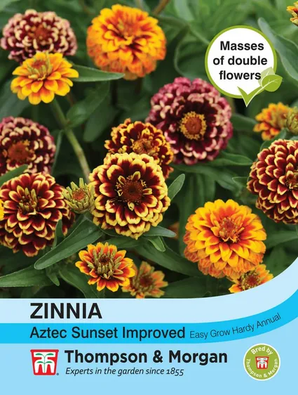 Zinnia Aztec Sunset Improved - image 1