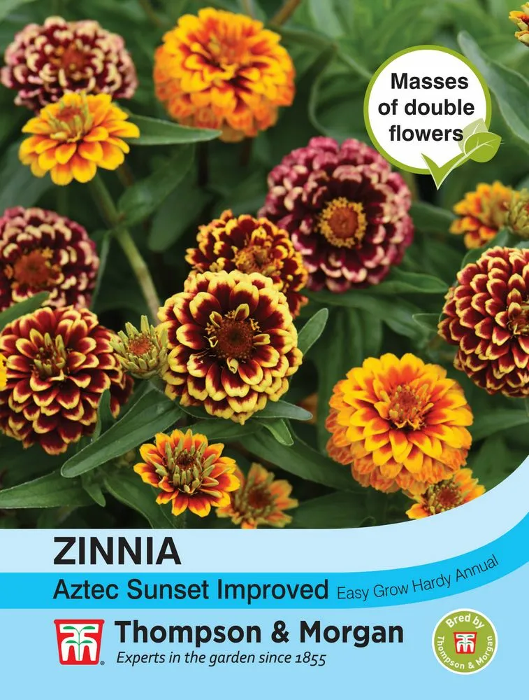 Zinnia Aztec Sunset Improved Seeds - Cowell's Garden Centre | Woolsington