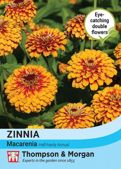 Zinnia Macarenia - image 1