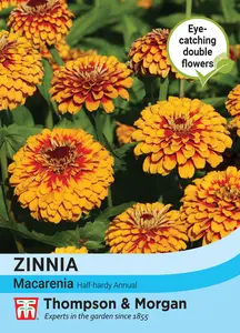 Zinnia Macarenia - image 1