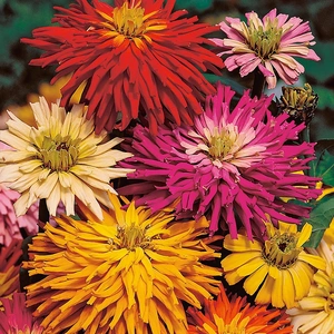 Zinnia Starburst Mixed